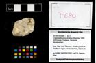 Foto (Objekt + Etikett) von Cracensigillatus acutirostrus (Moericke, 1889)  (NHMW-GEO-2014-0194-0680)